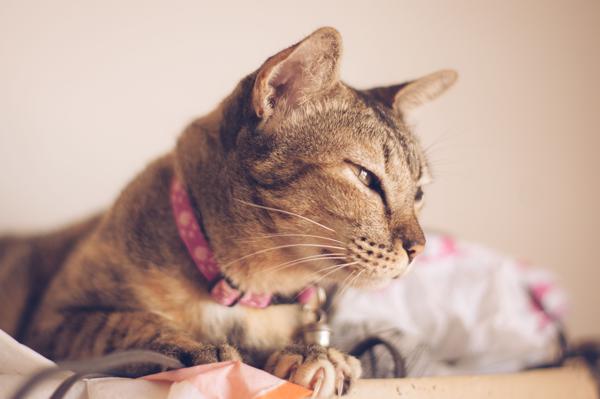 Cats